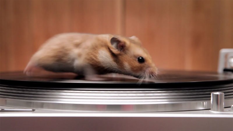 Rodents on Turntables